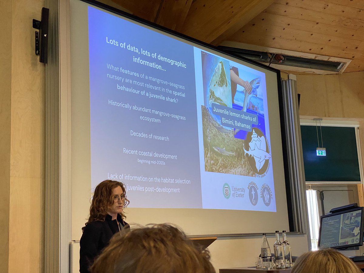 LaurenNadler's tweet photo. Impressive talk by @marinemollyk on shark habitat associations in Bimini, Bahamas, showing they aggregate near mangrove forest preferentially, followed by sea grass. Molly used complex modelling techniques and makes her code publicly available on her github! #FSBI2023 https://t.co/MOvWcqtUNF