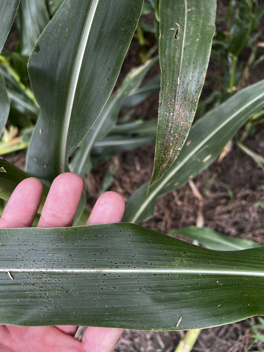 Erin Marlow tweet media