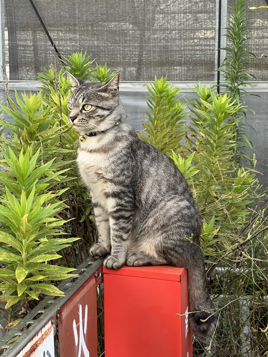 DAYS31612434's tweet photo. 今日のｷﾘﾘﾝ若様🐈‍⬛
バステト神とスフィンクスのような佇まいにエジプトの香りを感じた🐪 https://t.co/cQWNZeF8KB