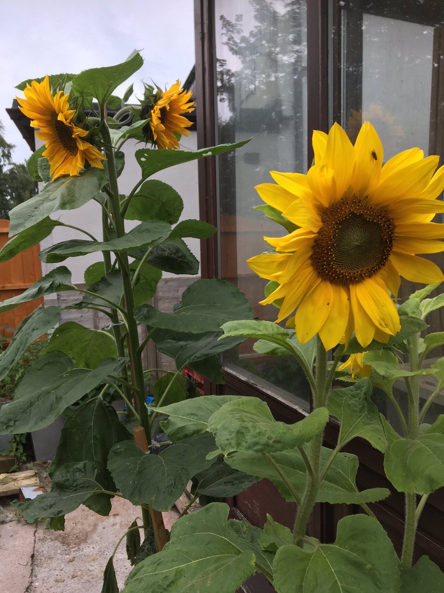 Laughing Gardener tweet media