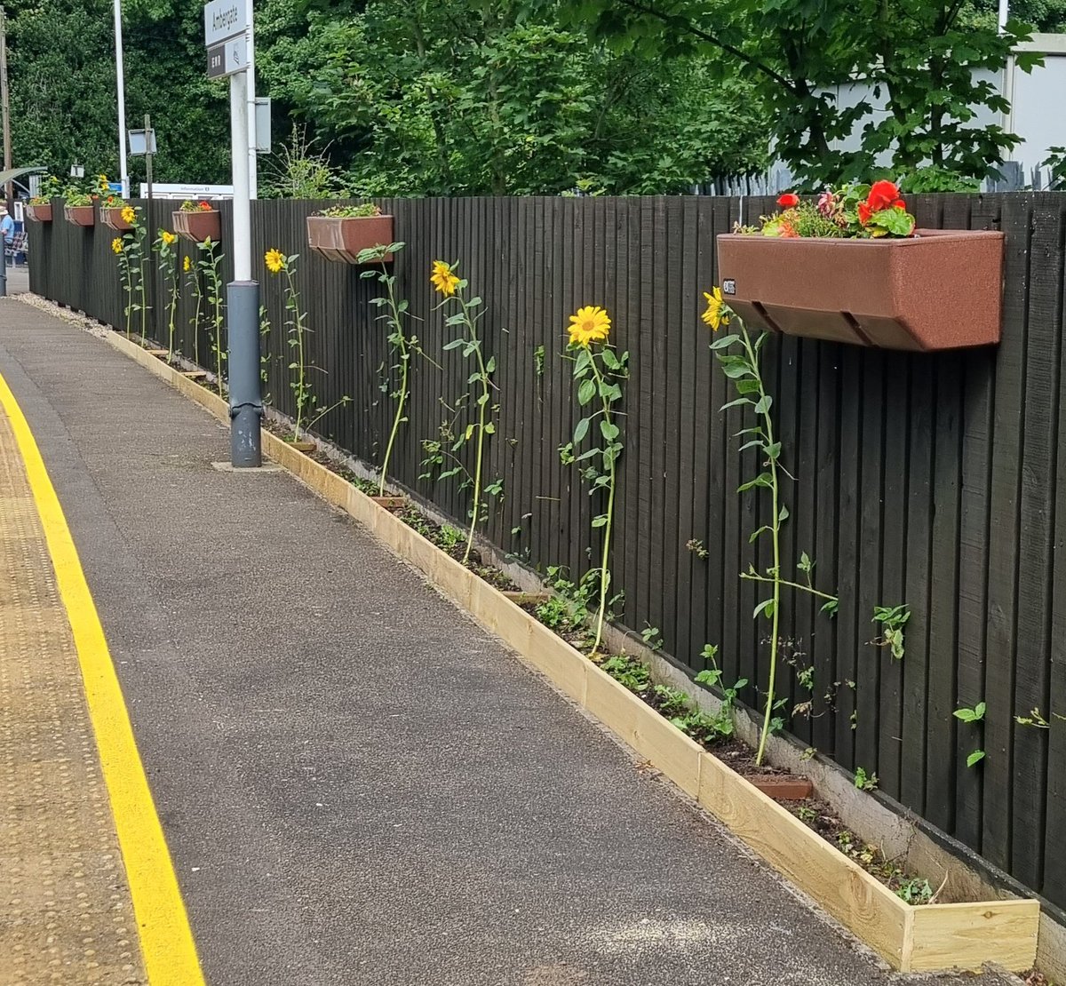 The sunflowers along our platform 💛 🌻🌻 #Ambergate #StationAdopters #Derbyshire #WeLoveSunflowers