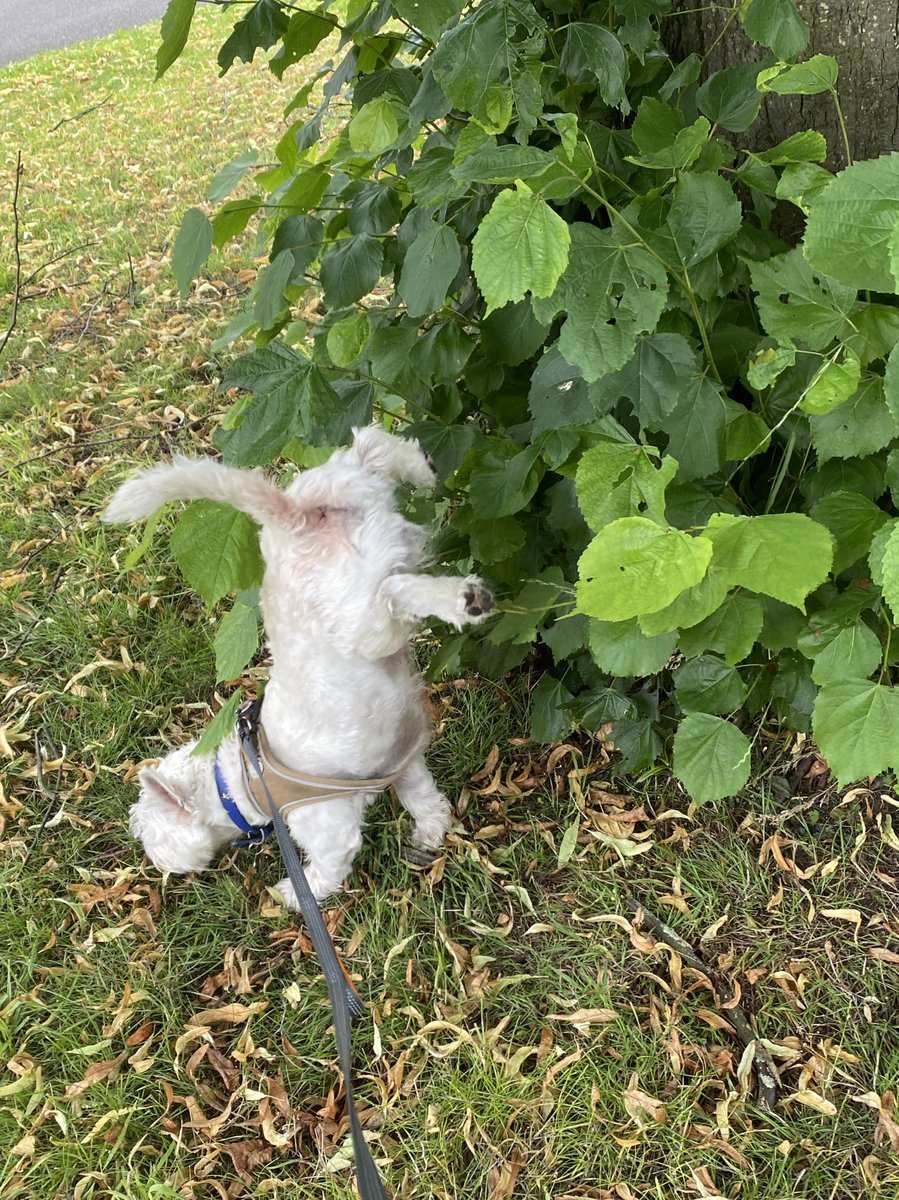 ★ yas ★ tweet media