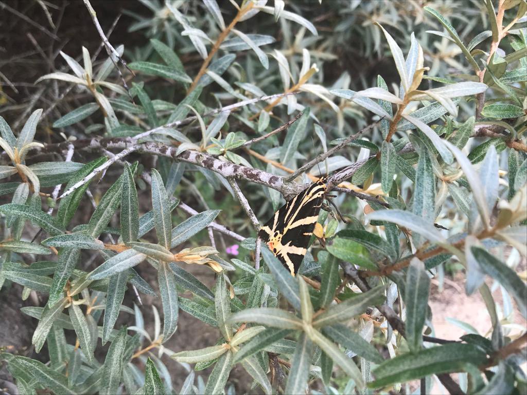 De Spaanse vlag zit er echt! Even goed kijken en bewonder deze mooie vlinder. Allemaal te zien in de #vandixhoorndriehoek #regiokuststreek <a href="/ZHLandschap/">Zuid-Hollands Landschap</a> <a href="/vlinderNL/">De Vlinderstichting</a> <a href="/Bezoek_westland/">Bezoek Westland</a>