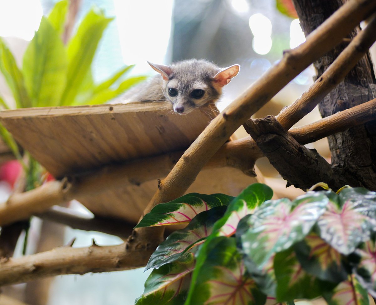 Although their name may suggest otherwise, ringtail cats are much more closely related to raccoons than an actual cat! #memphiszoo #zoo #ringtailcat #nocturnalanimals #cute #bestdayeverrr