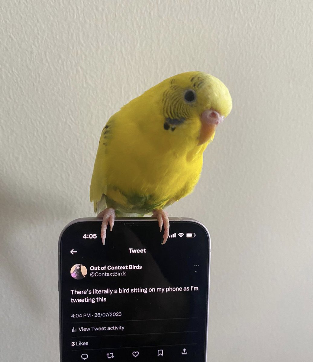 Out of Context Birds tweet media