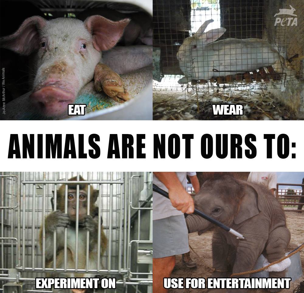 RT @ShalinGala: Animals KNOW they aren't our food, clothing, experiments or entertainment. Do you? https://t.co/r7FVuSM4HV