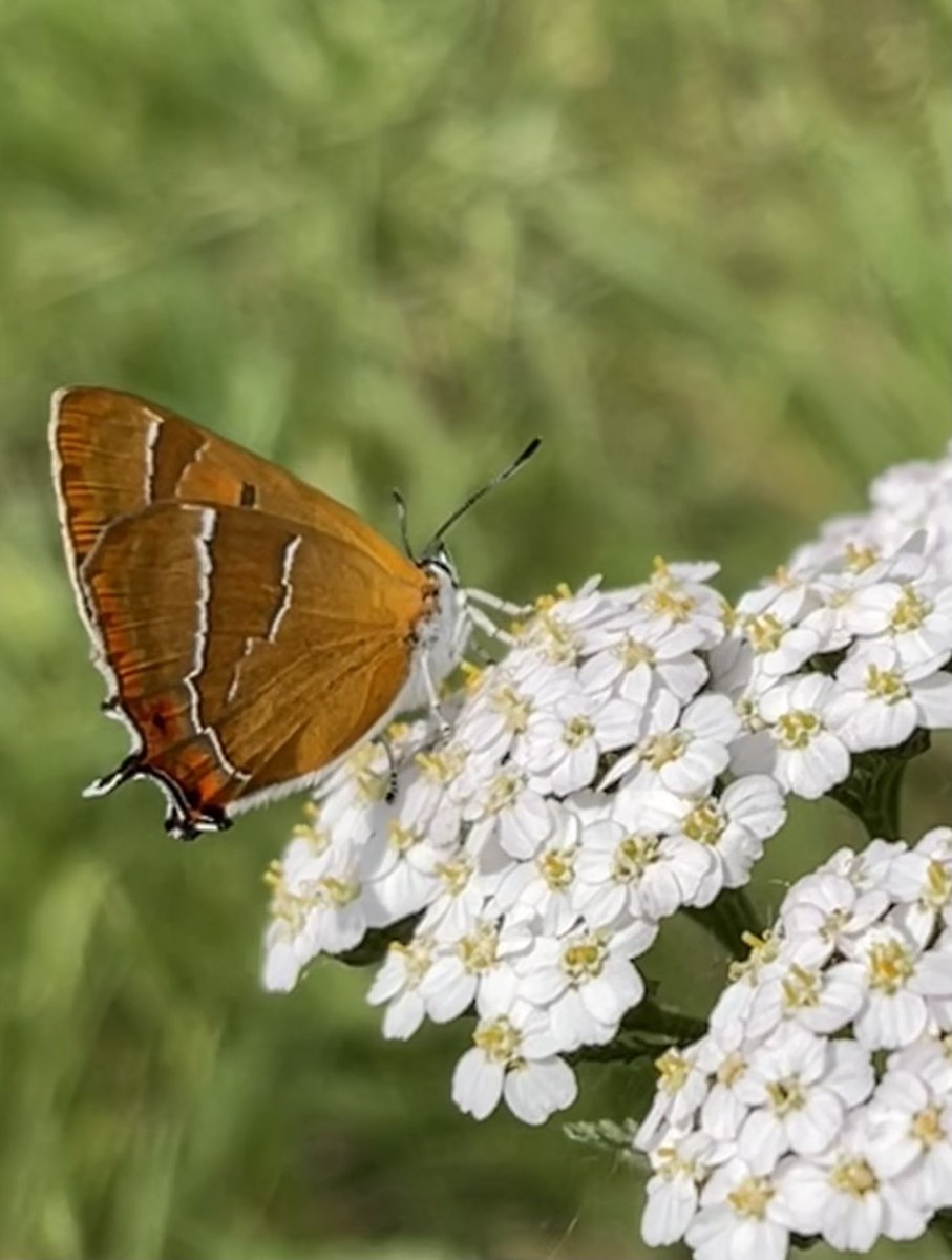 Heathrow Biodiversity tweet media
