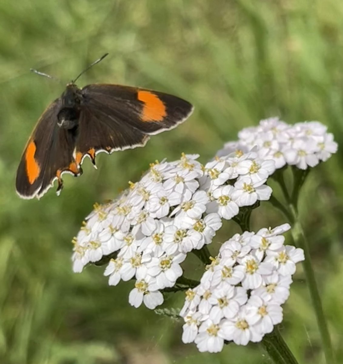 Heathrow Biodiversity tweet media