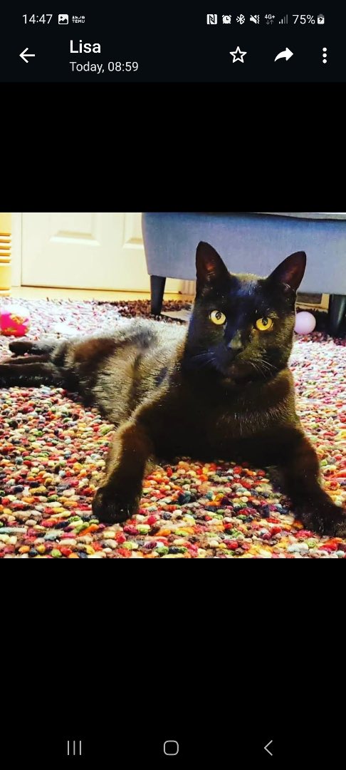 catbutlerdanny's tweet photo. URGENTLY REQUIRED a permanent or temporary place for Millie and Fred. Bonded siblings urgently require a home or rescue as the owner is moving overseas. Real danger of this lovely pair being pts 😿 https://t.co/199uHzAAc3