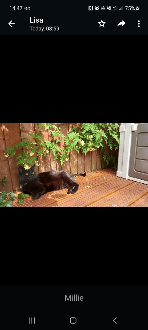 catbutlerdanny's tweet photo. URGENTLY REQUIRED a permanent or temporary place for Millie and Fred. Bonded siblings urgently require a home or rescue as the owner is moving overseas. Real danger of this lovely pair being pts 😿 https://t.co/199uHzAAc3