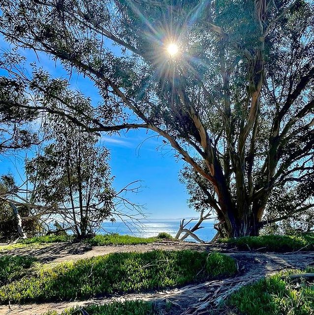 LandTrustSBCo's tweet photo. One of the many magical views at #MoreMesa captured by local artist Kerrie Smith. ๐ Just west of Hope Ranch, this 300-acre open space is beloved and remains one of the communityโs highest preservation priorities.
๐๐ผ Learn more about More Mesa: https://t.co/lQCFhd0pIZ https://t.co/zsuuWGJc3Y