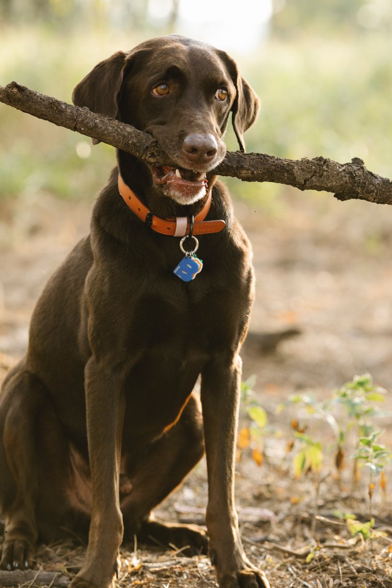 DogsStoreO tweet picture