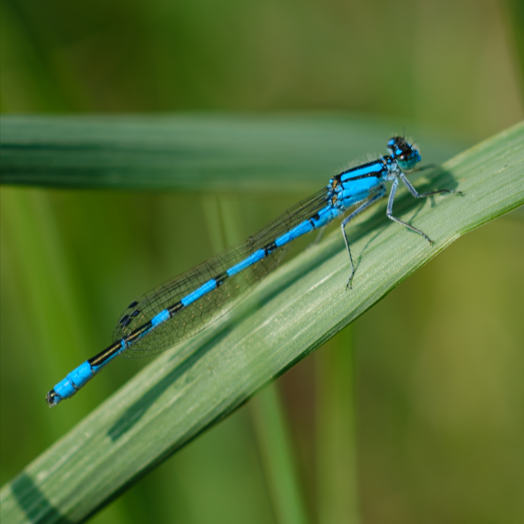 ducanada's tweet photo. Have you ever spotted a damselfly during your outdoor adventures?
📷 Thanks to our friends at Mast Creative for capturing this beautiful photo of a damselfly. Share your dragonfly and damselfly observations with us in #ProjectDragonfly on @inaturalist ➡️ https://t.co/5VfalsbU1q https://t.co/n8YaQswqx3