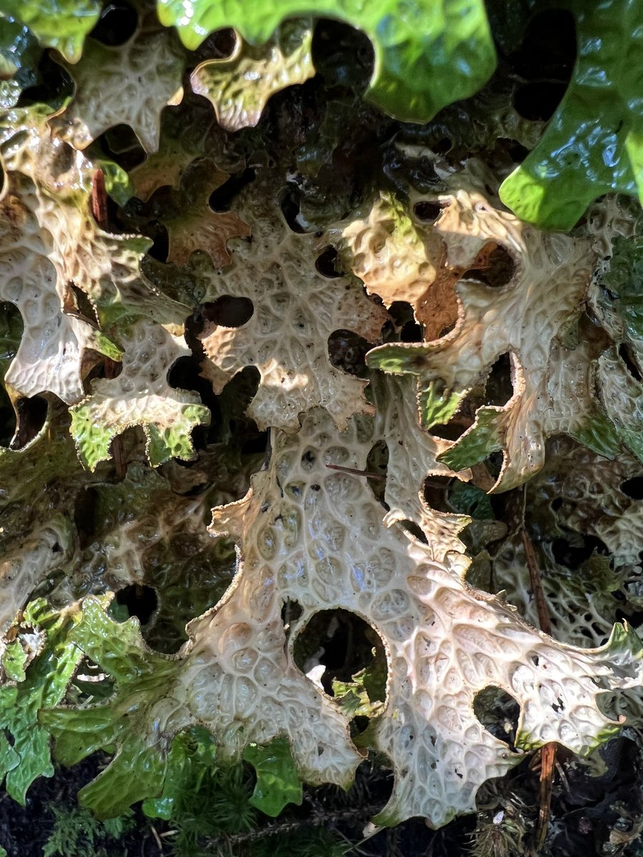 Lungwort lichen is the coolest. Lobaria pulmonaria.