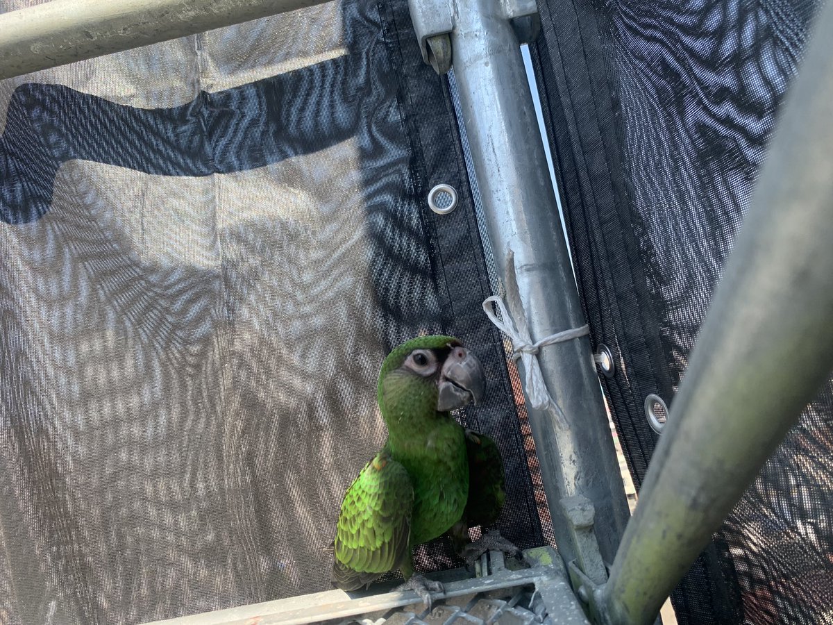 xx1jWvmsO7ELQPE's tweet photo. #墨田区京島三丁目付近に緑色の見た目ちょっとだけでかいインコ？オウム現場足場内にいました
作業も終了してしまいやむ無く京島三丁目交番に届けました https://t.co/ImHq4fE0aL
