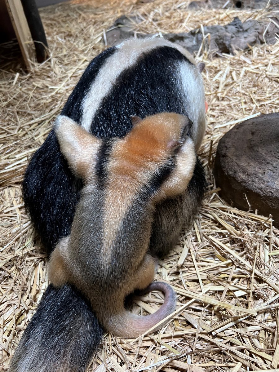 本日 #ミナミコアリクイ の赤ちゃんの体重測定を行いました。 6/29