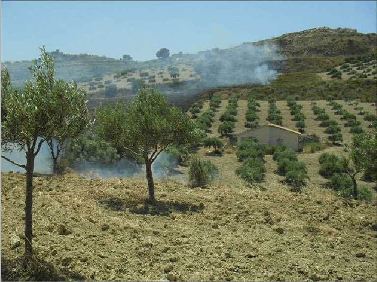 thepijetro's tweet photo. Look at Sicily now - deliberate burning of fields and pastures is widespread across the island, even in scorching temperatures exceeding 40°C. It's disheartening that we fail to learn anything. https://t.co/ybXNYIrvL4