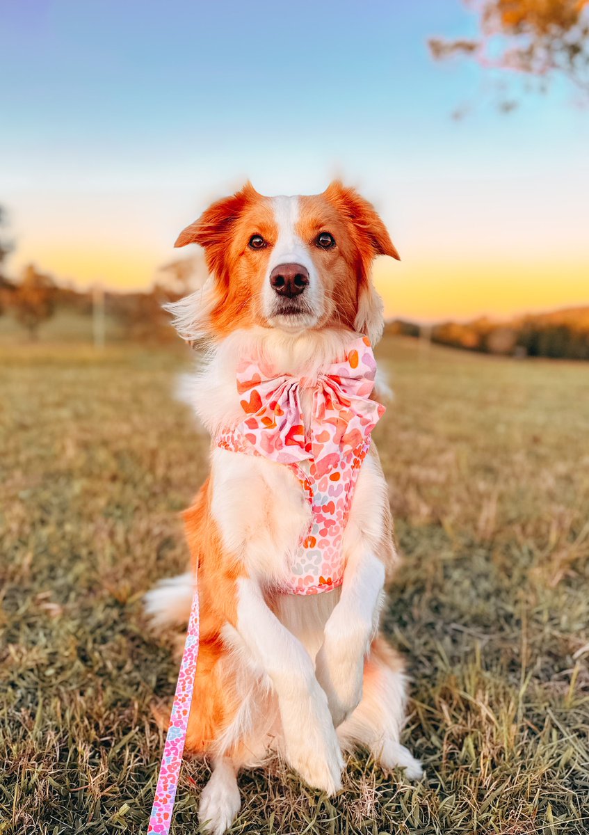 Joey and Bella tweet media