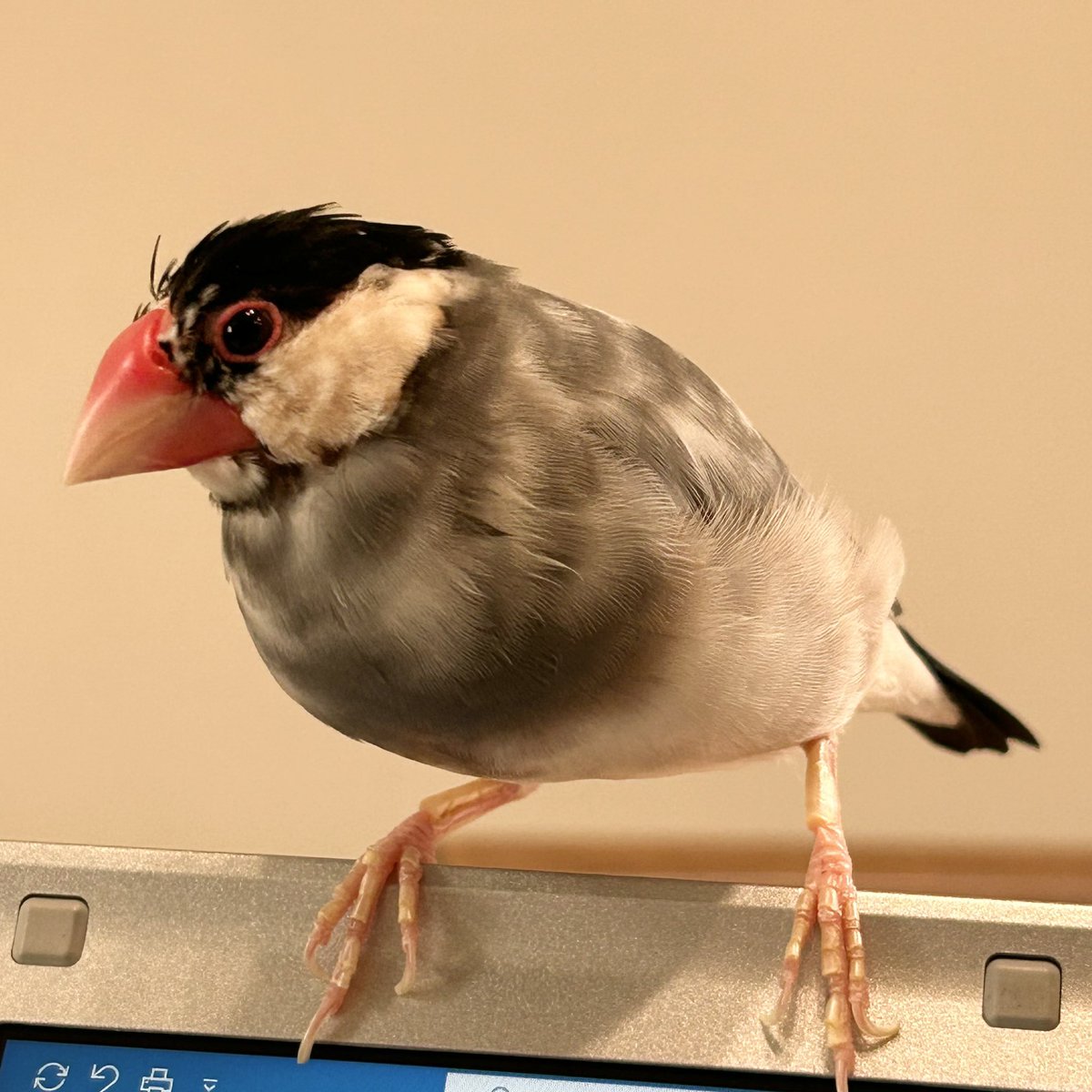 choco200614's tweet photo. 頭がちょっとボサってます。
#文鳥 https://t.co/vVlJPxQrpU