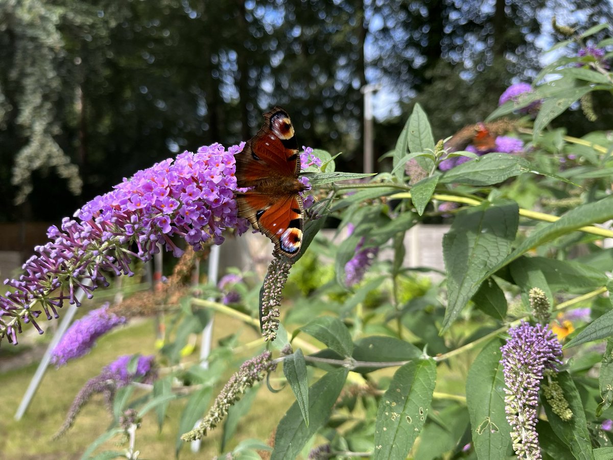Stuchess's tweet photo. Have loved choosing plants and flowers to encourage all the butterflies and bees this year. Just seen 4 of these beauties https://t.co/yQhL1OD8VB