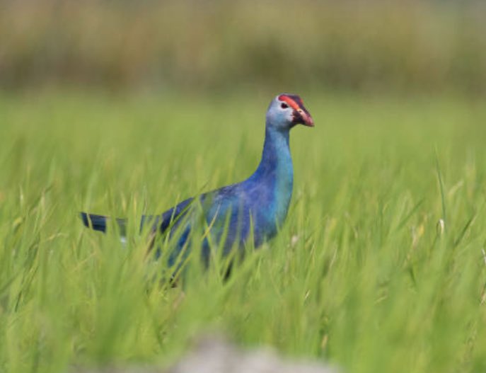 n4IoUK8dBW0p3bz's tweet image. #pukeko

数十年ぶりに自分の元に
戻ってきた鳥は

自分の人生最大で
大切な幸せの青い鳥となりました。

ありがとう。

そしてお誕生日おめでとう。
