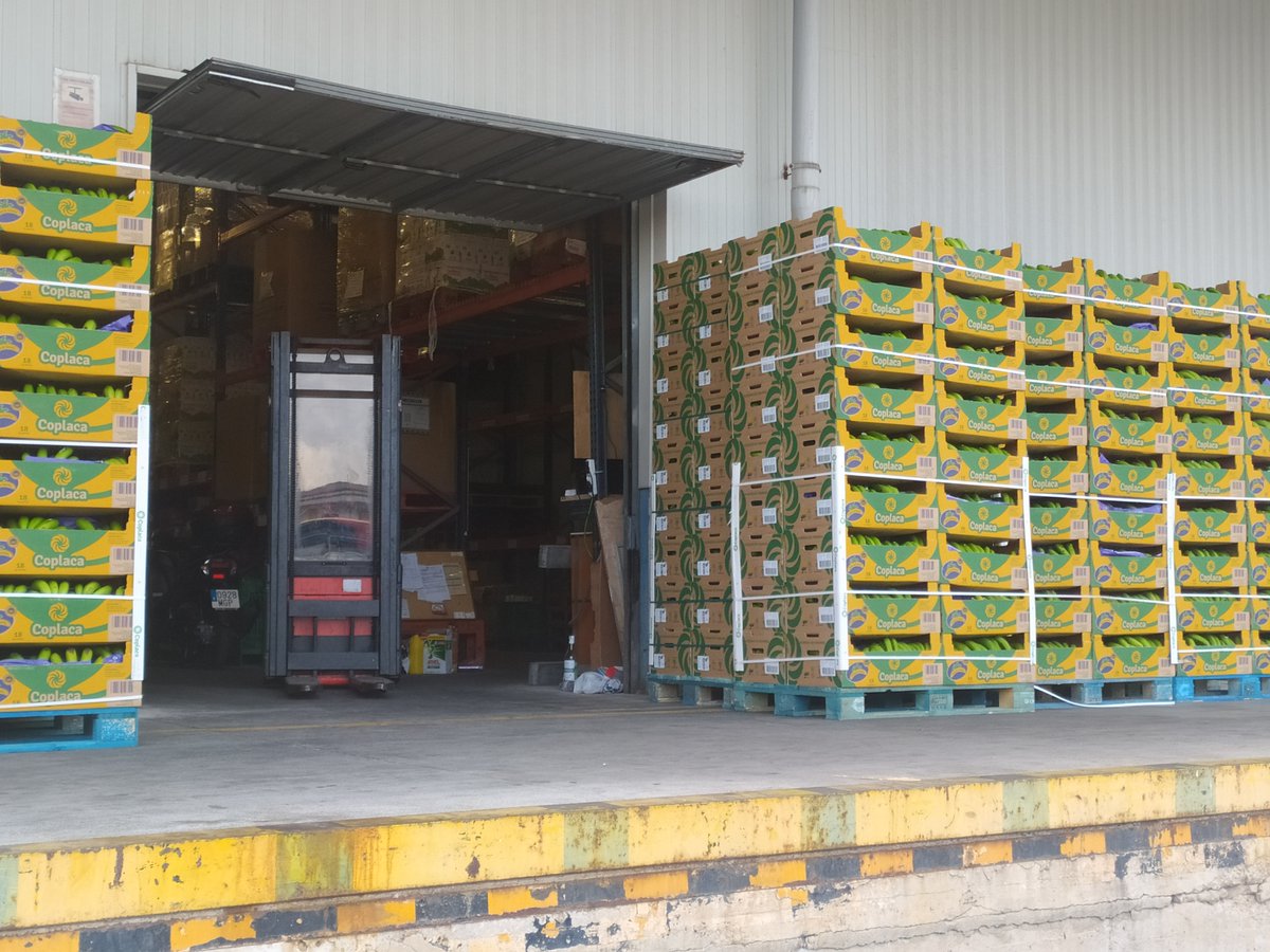 Recién llegados a la isla... Acaban de descargar una plataforma de @platanodecanarias para repartir a nuestros beneficiarios. Gracias <a href="/platanosiempre/">Plátano de Canarias 🍌</a> .
#platanodecanarias
#platanosiempre
#coplaca
#asprocan
#banmallorca
#bancodealimentosdemallorca