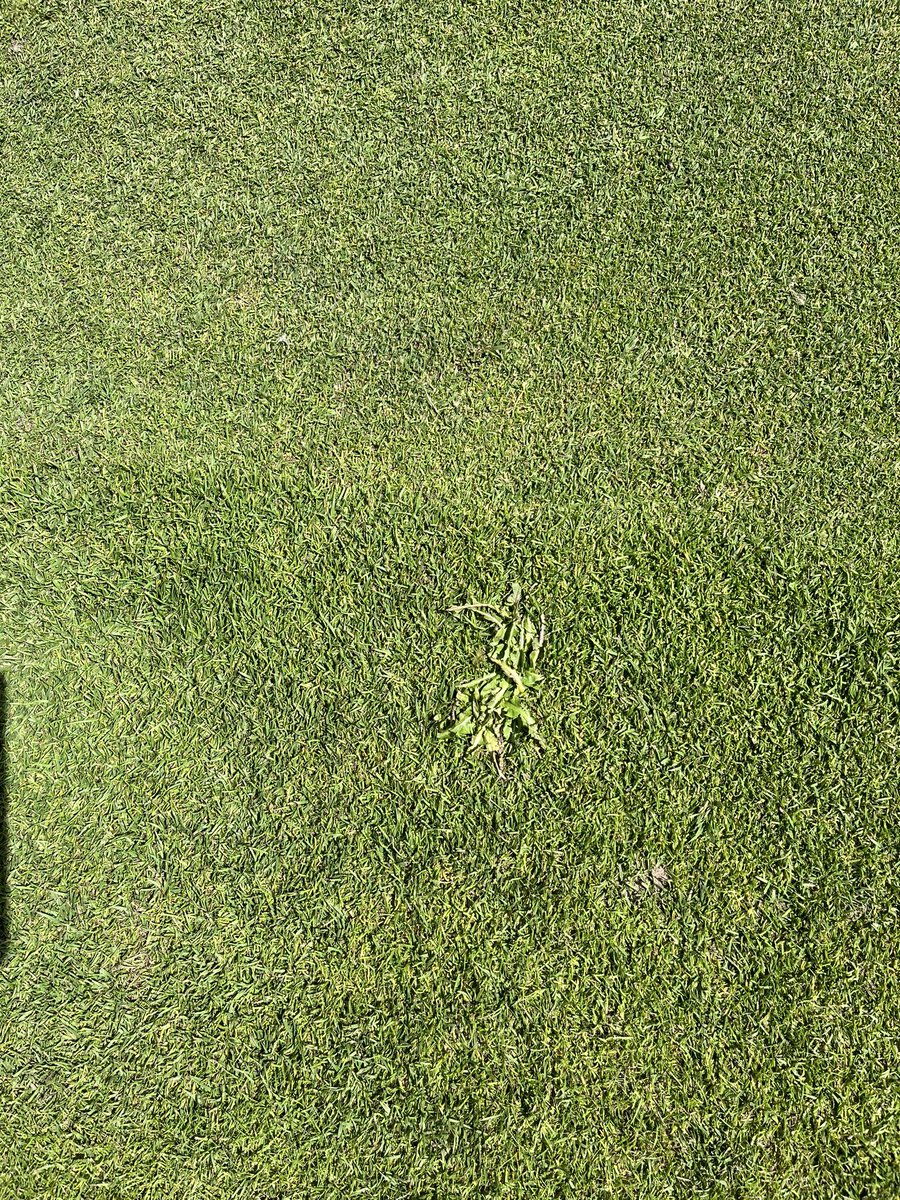 azzabazza86's tweet photo. Aprons on point after last weeks verticut, vertidrain and feed. Plugging and Hand picking weeds out of collars is quite relaxing👌🏻👌🏻 @ReddishValeGC @RVGCgreens https://t.co/3PlNAtLjTK
