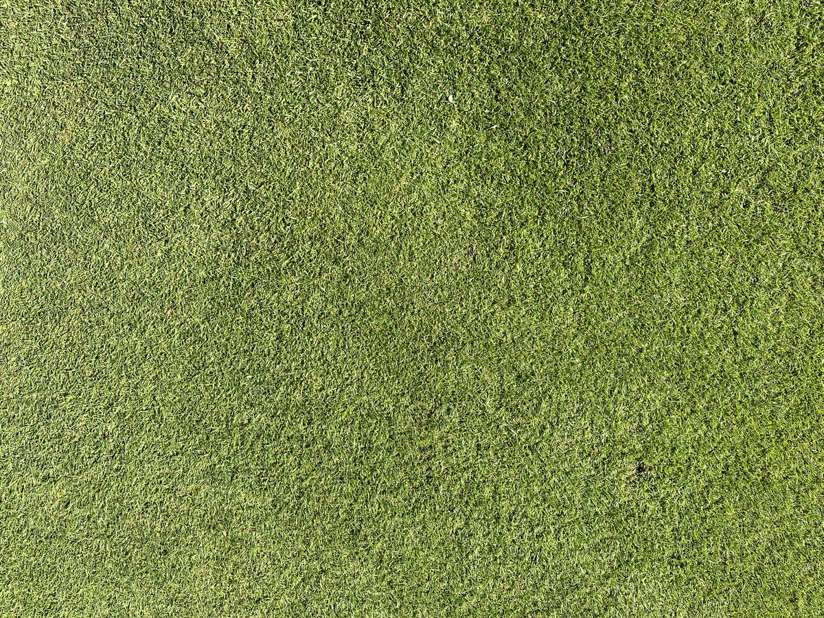 azzabazza86's tweet photo. Aprons on point after last weeks verticut, vertidrain and feed. Plugging and Hand picking weeds out of collars is quite relaxing👌🏻👌🏻 @ReddishValeGC @RVGCgreens https://t.co/3PlNAtLjTK