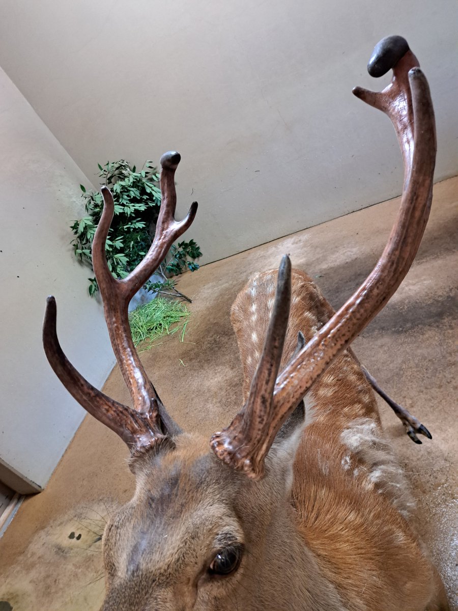 至近距離での角の成長観察写真です。 #エゾシカ #シカの角おっかけ観察