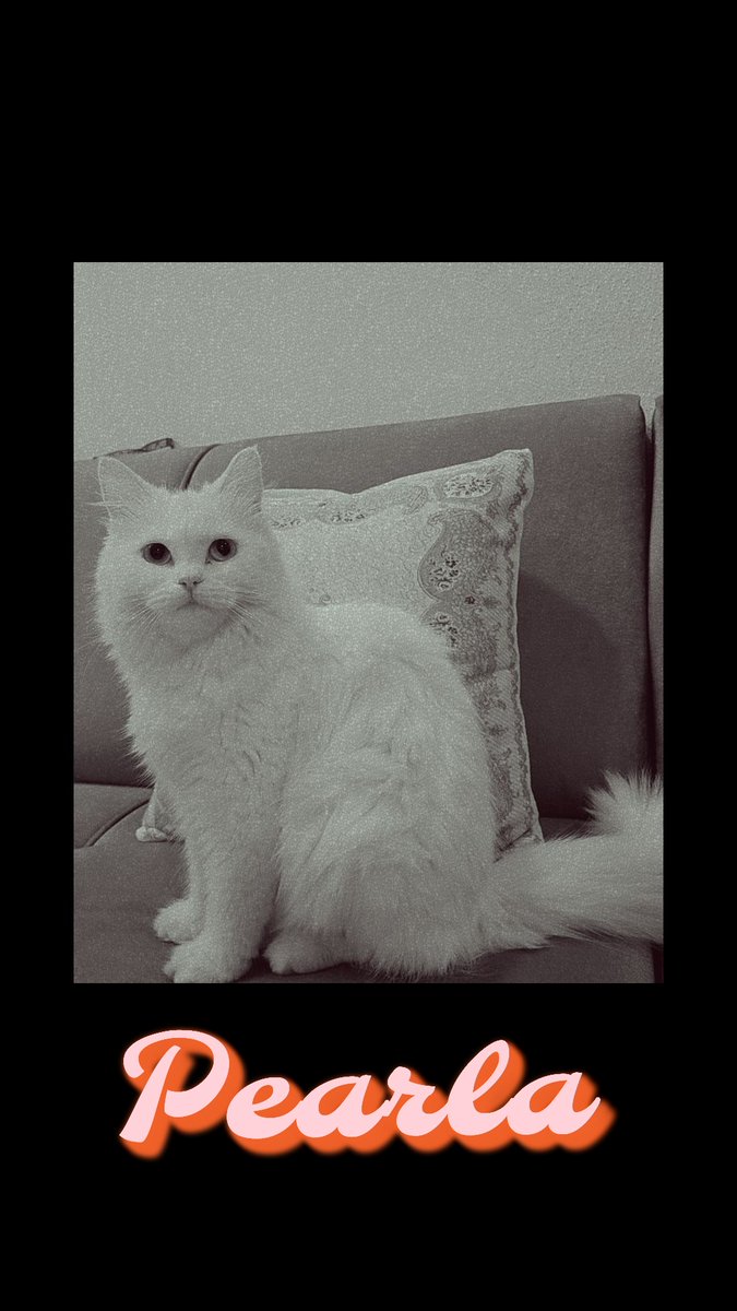 Anas_architect's tweet photo. Pearla the cat 😸 https://t.co/Jdokn7gMXa