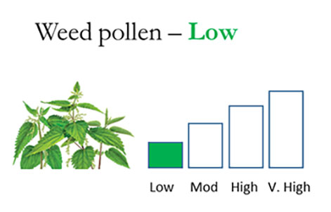 Aerobiology at Leicester (@uol_aerobiology) on Twitter photo Nettle #pollen remained at low levels yesterday (25th July) along with the pollens of grass, dock, yew and lime in #Leicestershire. Nettle levels will increase again if we get a warm dry spell.
#Hayfever
<a href="/UoLCEHS/">Centre for Environmental Health and Sustainability</a>
<a href="/UoLRespSci/">UoL Respiratory Sciences</a> Nettle #pollen remained at low levels yesterday (25th July) along with the pollens of grass, dock, yew and lime in #Leicestershire. Nettle levels will increase again if we get a warm dry spell.
#Hayfever
<a href="/UoLCEHS/">Centre for Environmental Health and Sustainability</a>
<a href="/UoLRespSci/">UoL Respiratory Sciences</a>