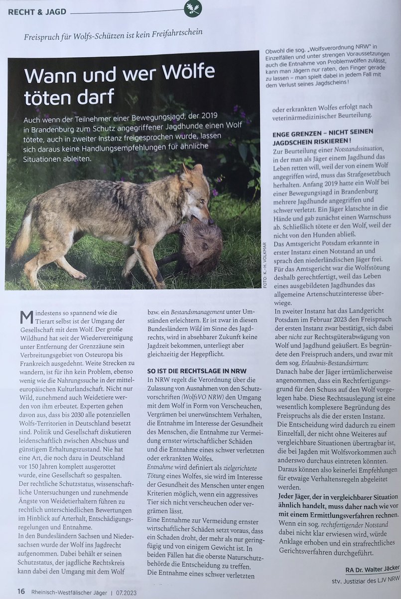 JagdscheinInfo's tweet photo. #Wolf &amp; Recht: 2019 erschoss ein Jagdgast in Brandenburg einen Wolf, als dieser #Jagdhunde angriff und trotz Vergrämungsmaßnahmen nicht von ihnen abließ. Obwohl der #Jäger nun freigesprochen wurde, lassen sich aus dem Urteil keine Rückschlüsse auf zukünftige Fälle ableiten. https://t.co/Qj2Exu6CKe