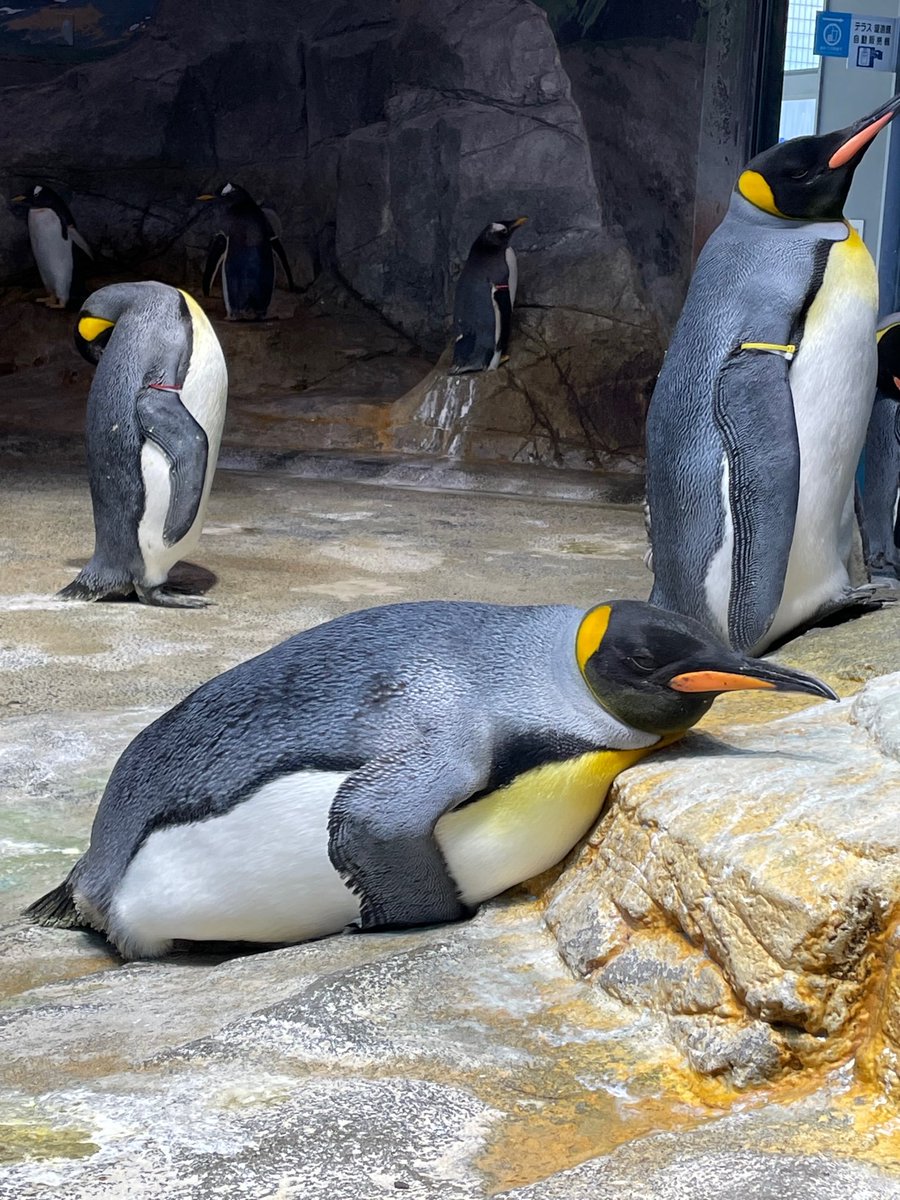枕にするのにちょうど良い高さの岩場を見つけたようです。このままおやすみなさい…
#長崎ペンギン水族館　#キングペンギン　#まったり　#Kingpenguin #aquarium #penguin