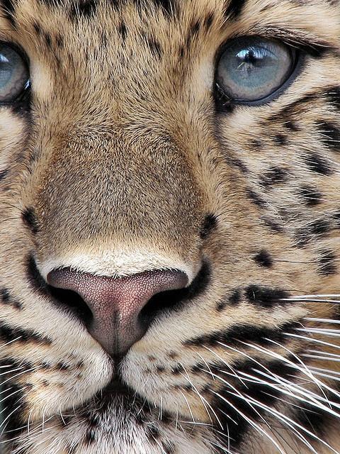 lessthan_co's tweet photo. Although a stunning image, look closely in the reflection of this leopard’s eyes and you will see a cage.

Less than 100 Amur Leopards remain in the wild. 

#AmurLeopard #CriticallyEndangered #ReWild #NaturePhotography #AnimalPortrait #SlowFashion #EcoDesign #vegan #LeopardLove https://t.co/ORDYlp11Rp