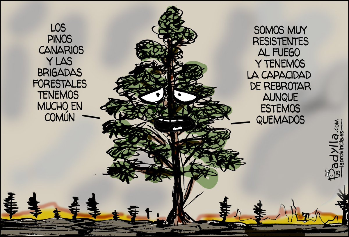 Reconocimiento a las brigadas forestales 💪 #IFTejeda Hoy en @laprovincia_es y @eldia