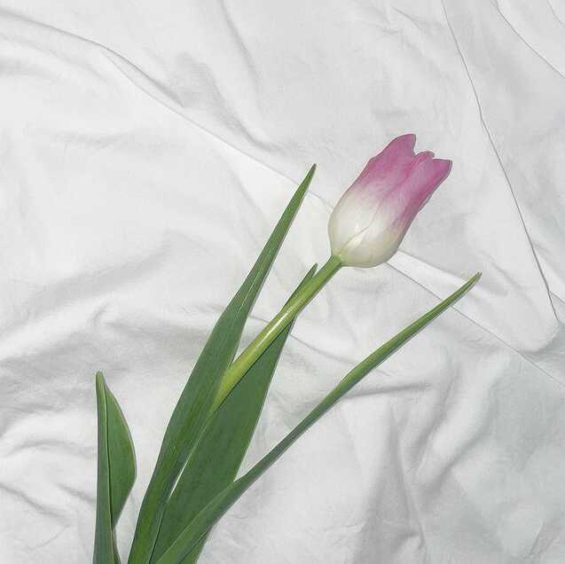 🌷