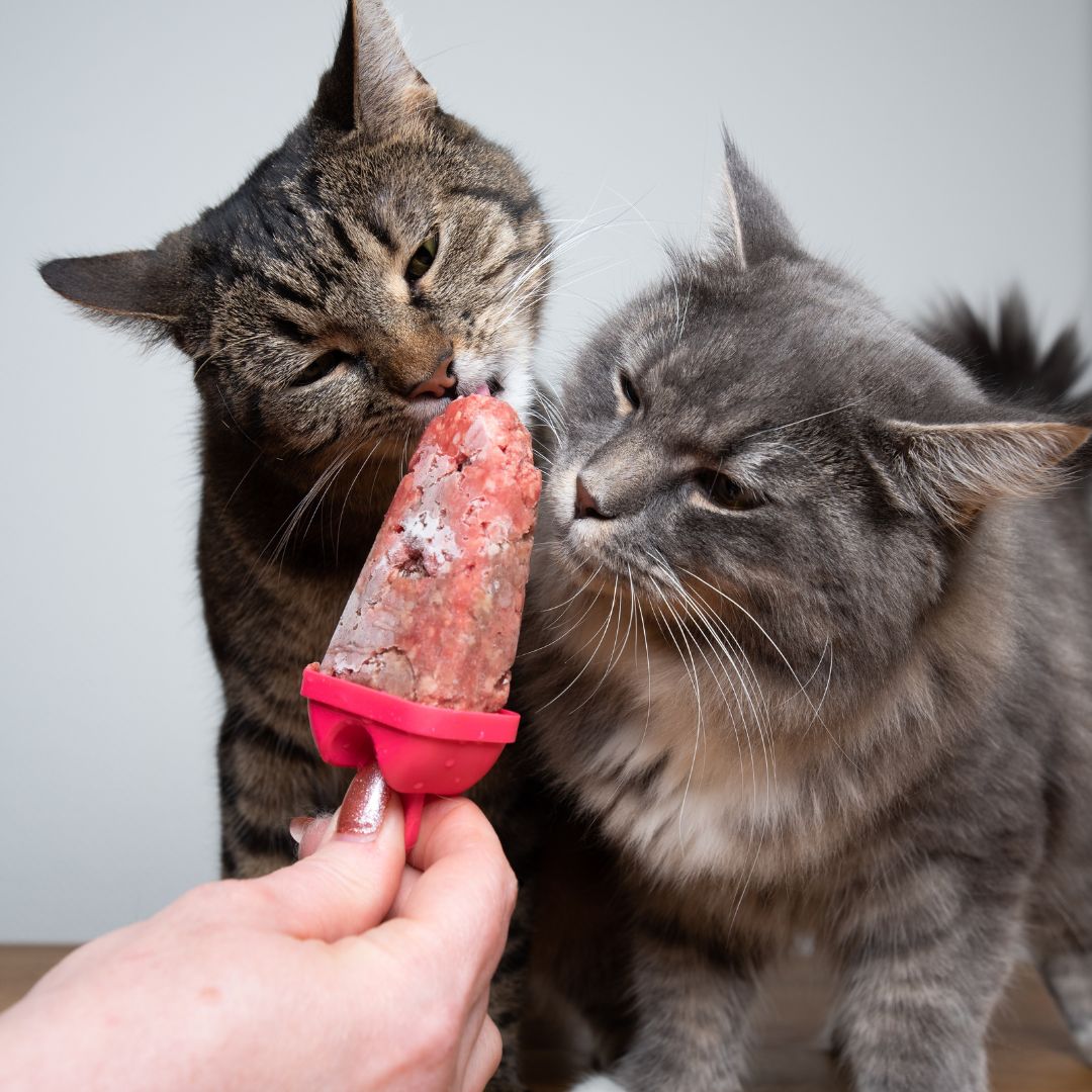 When the weather is hot, it’s important to do all we can to keep our #pets cool and hydrated, so why not get creative with some #pet cooling treats 😋

Find some fun recipe inspiration: 👉 pdsa.me/vg0w