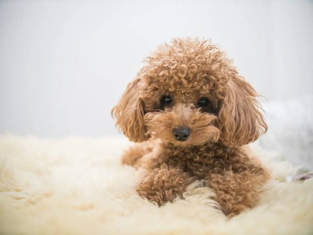 犬飼ってないからみょんちゃんからリプもらえない組🐶かなちい。