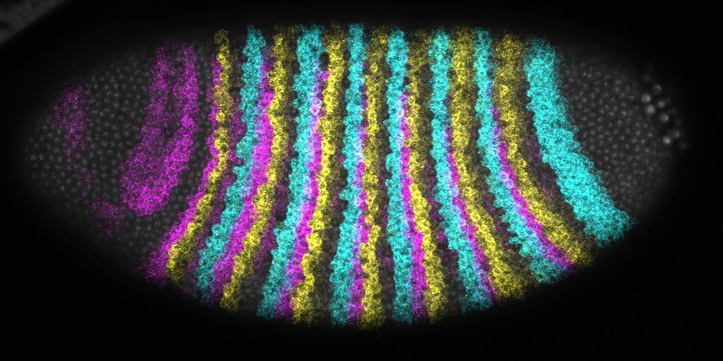 Erik Clark (@erikclark01) on Twitter photo V happy to announce I am setting up my lab <a href="/GeneticsCam/">GeneticsCambridge</a> <a href="/Cambridge_Uni/">Cambridge University</a> supported by a <a href="/wellcometrust/">Wellcome</a> CDA. Embryo patterning and evolution via microscopy, mutants + modelling; mainly Drosophila (for now). RA + PDRA job ads coming soon–please get in touch informally if interested! V happy to announce I am setting up my lab <a href="/GeneticsCam/">GeneticsCambridge</a> <a href="/Cambridge_Uni/">Cambridge University</a> supported by a <a href="/wellcometrust/">Wellcome</a> CDA. Embryo patterning and evolution via microscopy, mutants + modelling; mainly Drosophila (for now). RA + PDRA job ads coming soon–please get in touch informally if interested!