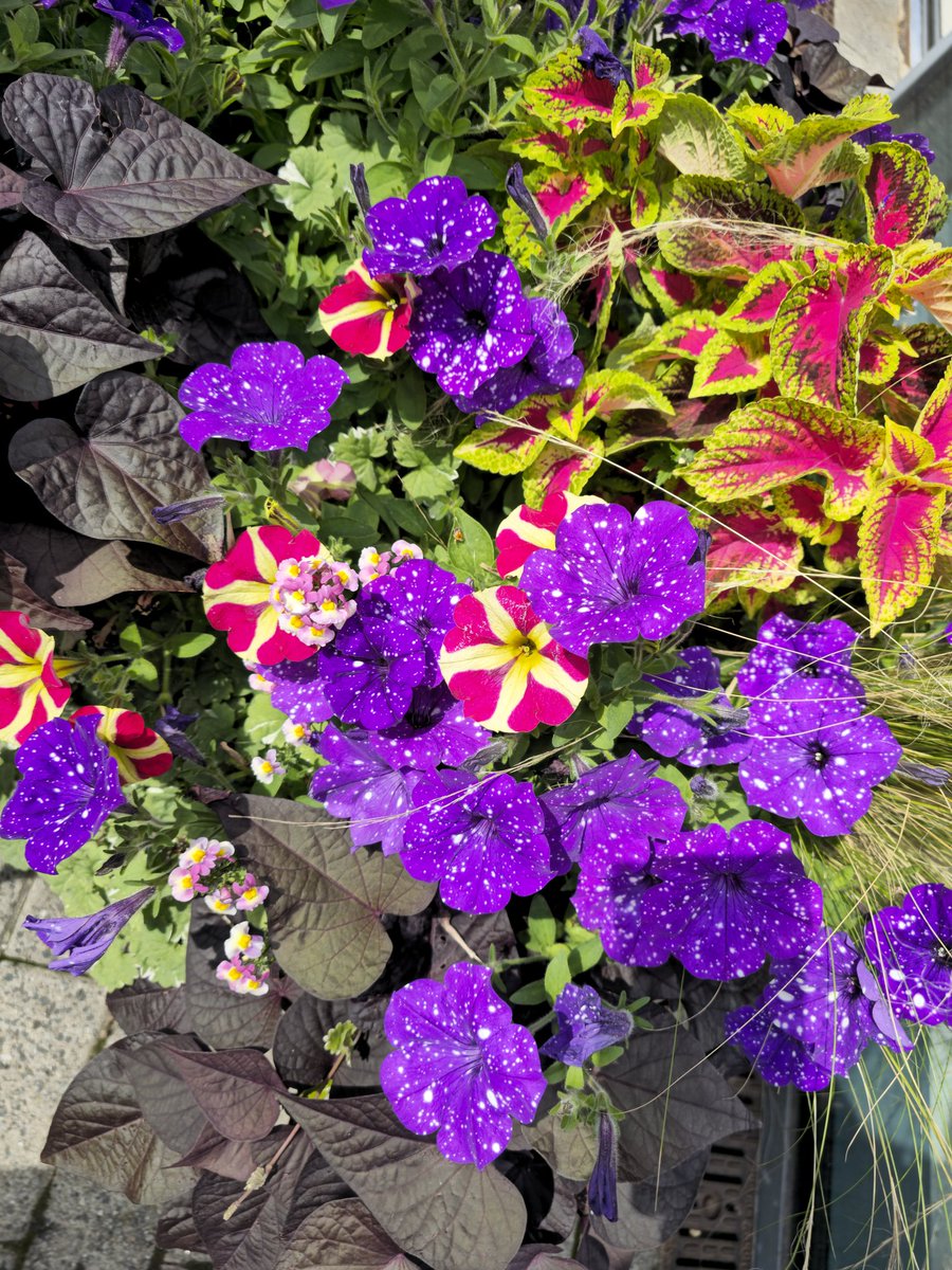 Blaze80044983's tweet photo. 🌸🌺🌼 Flower pics to brighten your day! 🌼🌺🌸 Nature's beauty reminds us of the incredible world we live in
Take a moment to cherish the little things around you; they're the ones that truly matter. #Flowers #BeautyInNature #LittleThingsAddUp 🌿🌍💚 https://t.co/k6lzq8daA0
