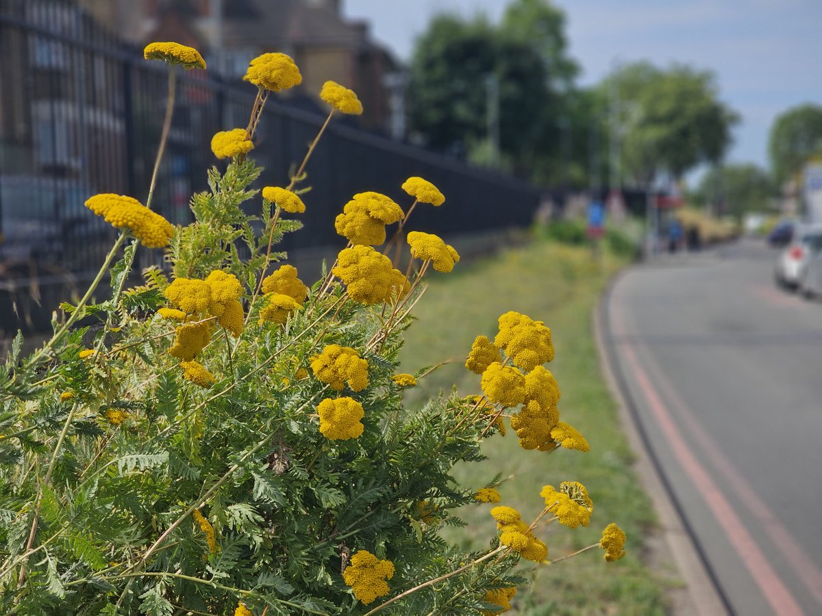 Blaze80044983's tweet photo. 🌸🌺🌼 Flower pics to brighten your day! 🌼🌺🌸 Nature's beauty reminds us of the incredible world we live in
Take a moment to cherish the little things around you; they're the ones that truly matter. #Flowers #BeautyInNature #LittleThingsAddUp 🌿🌍💚 https://t.co/k6lzq8daA0