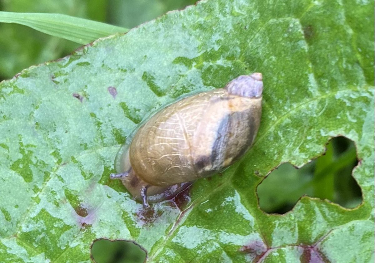 Amber snail on a dock leaf, along a damp verge &amp; ditched habitat for #WildWebsWednesday - Eden Valley, North Lakes