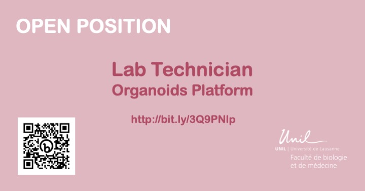 DNF_neuro's tweet image. Seeking a skilled Lab Technician! Join the innovative organoids culture platform of the @FBM_UNIL at the Universityof Lausanne, where you'll play a crucial role in advancing groundbreaking research. Apply now: bit.ly/3Q9PNlp #JobOpening #LabTechnician