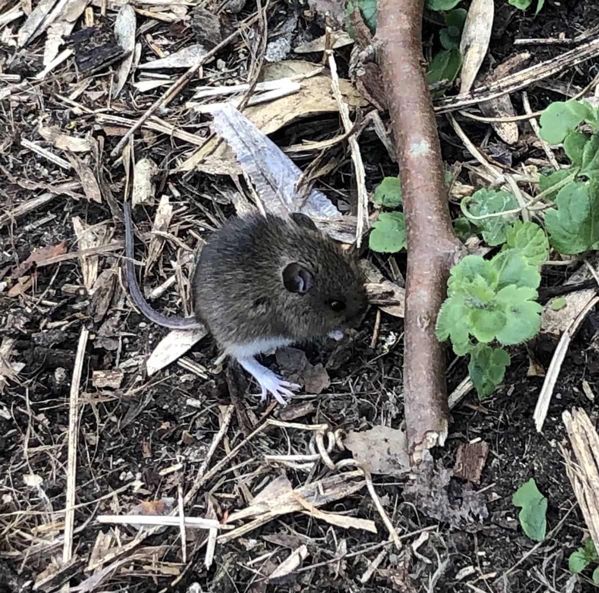 @wildchiswick (@wildchiswick) on Twitter photo 18 days to go - enter your nature photo via snapwildchiswick.com asap. Challenge - small mammals and amphibians. Can you spot any and submit a photo? <a href="/growchiswick/">Chiswick Horticultural and Allotments Society</a> <a href="/ChiswickFlowers/">Chiswick Flower Market</a> <a href="/GrovePark_SandH/">Grove Park 'Streets & Houses'</a> <a href="/TheBullsHeadW4/">The Bullโs Head</a> <a href="/StMichaelElmwd/">St Michael's Church</a> <a href="/W4YOUTH/">W4 Youth</a> <a href="/ChiswickPier/">Chiswick Pier Trust</a> <a href="/CHISWICKHOUSE_/">CHISWICK HOUSE</a> 18 days to go - enter your nature photo via snapwildchiswick.com asap. Challenge - small mammals and amphibians. Can you spot any and submit a photo? <a href="/growchiswick/">Chiswick Horticultural and Allotments Society</a> <a href="/ChiswickFlowers/">Chiswick Flower Market</a> <a href="/GrovePark_SandH/">Grove Park 'Streets & Houses'</a> <a href="/TheBullsHeadW4/">The Bullโs Head</a> <a href="/StMichaelElmwd/">St Michael's Church</a> <a href="/W4YOUTH/">W4 Youth</a> <a href="/ChiswickPier/">Chiswick Pier Trust</a> <a href="/CHISWICKHOUSE_/">CHISWICK HOUSE</a>