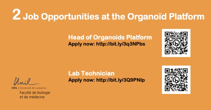 DNF_neuro's tweet image. Reminder: 2 Job Opportunities! Join the @FBM_UNIL organoids culture platform. We're hiring a Platform Manager and a skilled Lab Technician. Take the next step in your career and apply now! #JobOpenings