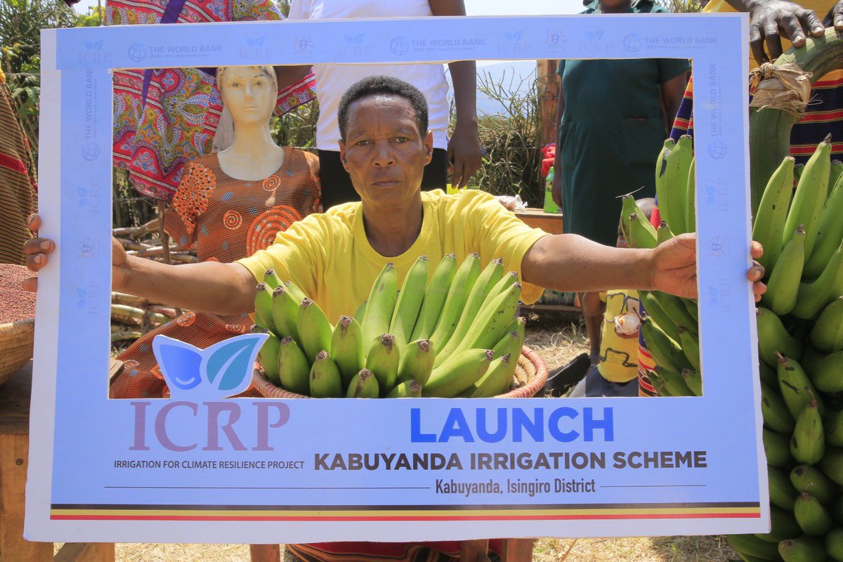 A lady exhibiting her Banana produce at kanywamaizi Primary school on the ground breaking of Kabuyanda Irrigation scheme and launch of ICRP. #ICRPLaunch #IsingiroDistrict