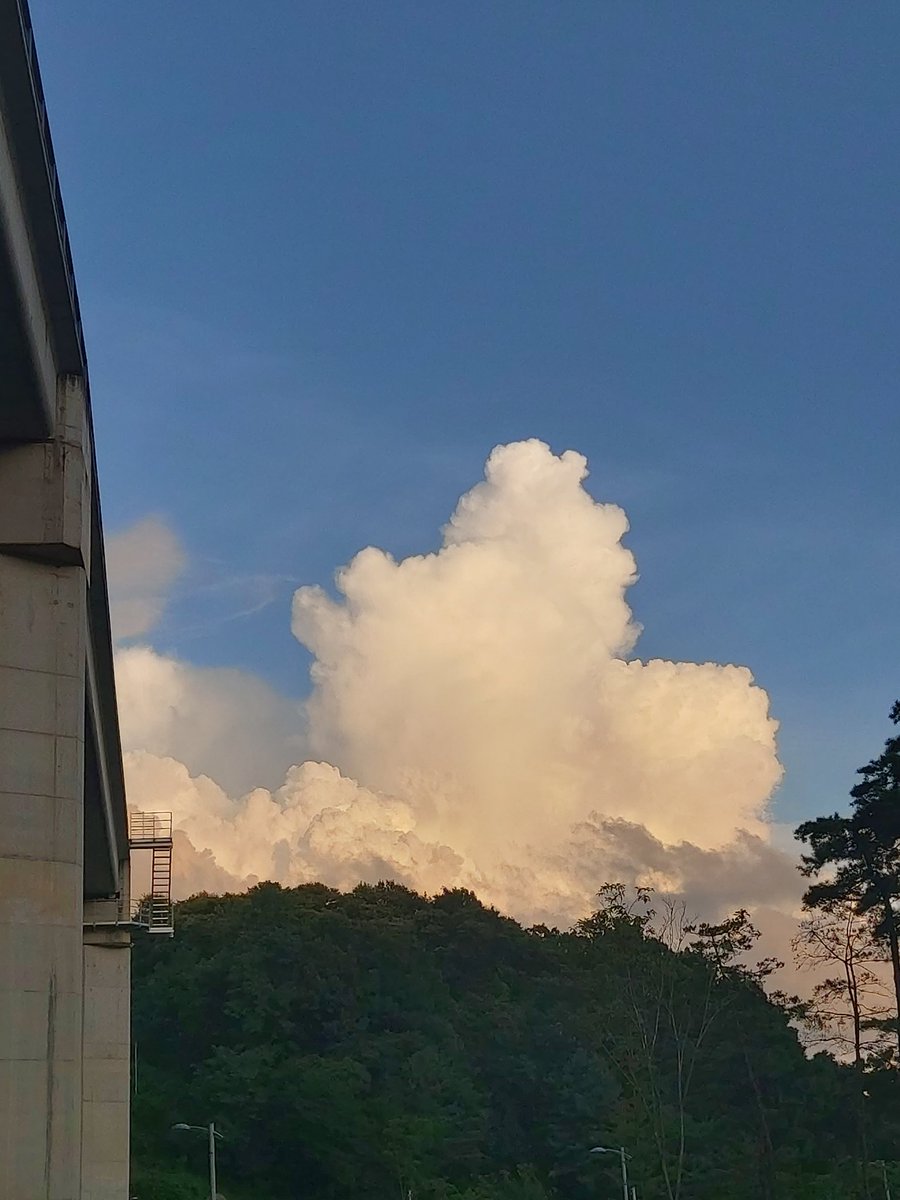 말티스 강쥐같다