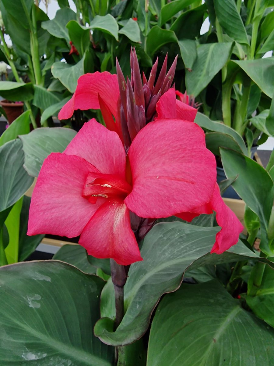 #Canna produce brightly coloured flowers with bold leaves. They create a tropical feeling to your #garden and will create an instant wow factor!