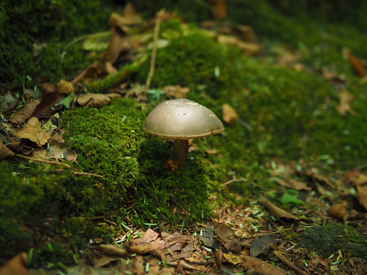 Pashashaii's tweet photo. OM-D EM10
#写真好きな人と繋がりたい 
#ファインダー越しの私の世界ᅠ 

樹海のかわいいきのこ
緑の中によく映える
2023.07.25 https://t.co/VOgBoLthGB