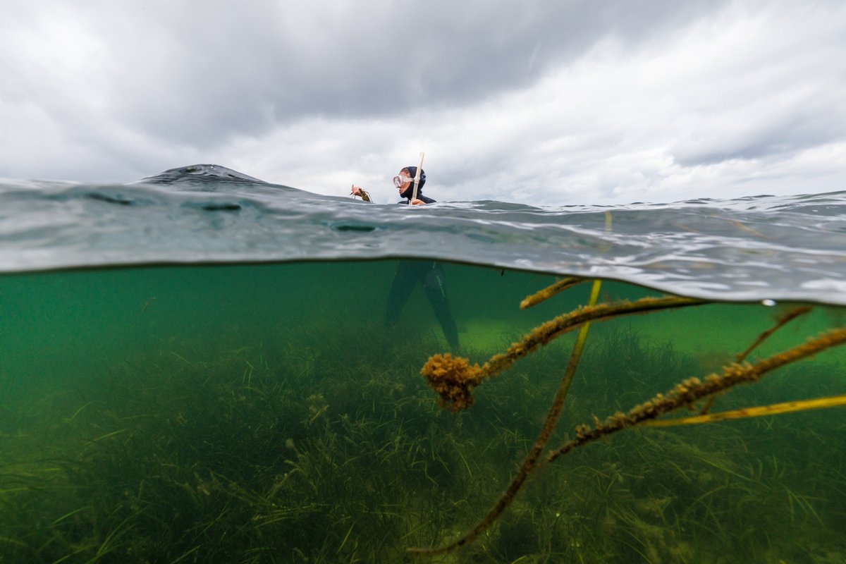 AliWithers_'s tweet photo. Small steps of nature-based carbon sequestration in Germany 
"It would take half a million divers, planting shoots for 12 hours a day for an entire year, to restore all the lost seagrass in the Baltic Sea along Germany's coast"
Great pics by @LisiNiesner https://t.co/ho730BElpE https://t.co/VETgLqPgD0